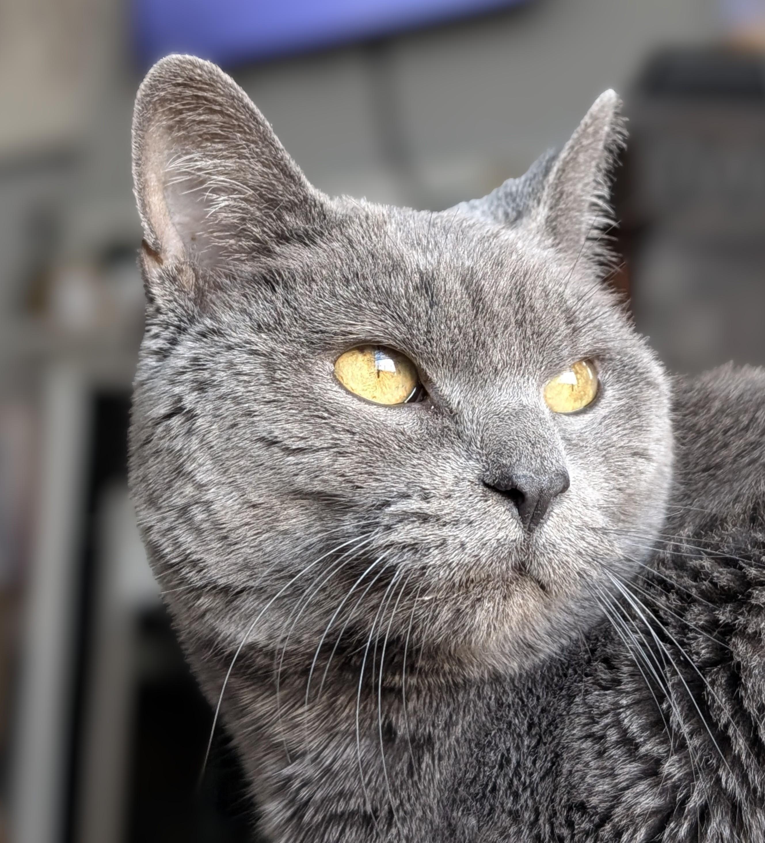 Sunday River, Adoptable, Senior Female Domestic Short Hair.