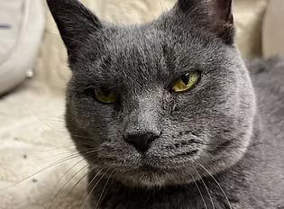 Enlarge Sunday River, a Adoptable Domestic Short Hair in Evanston, IL image 2/5