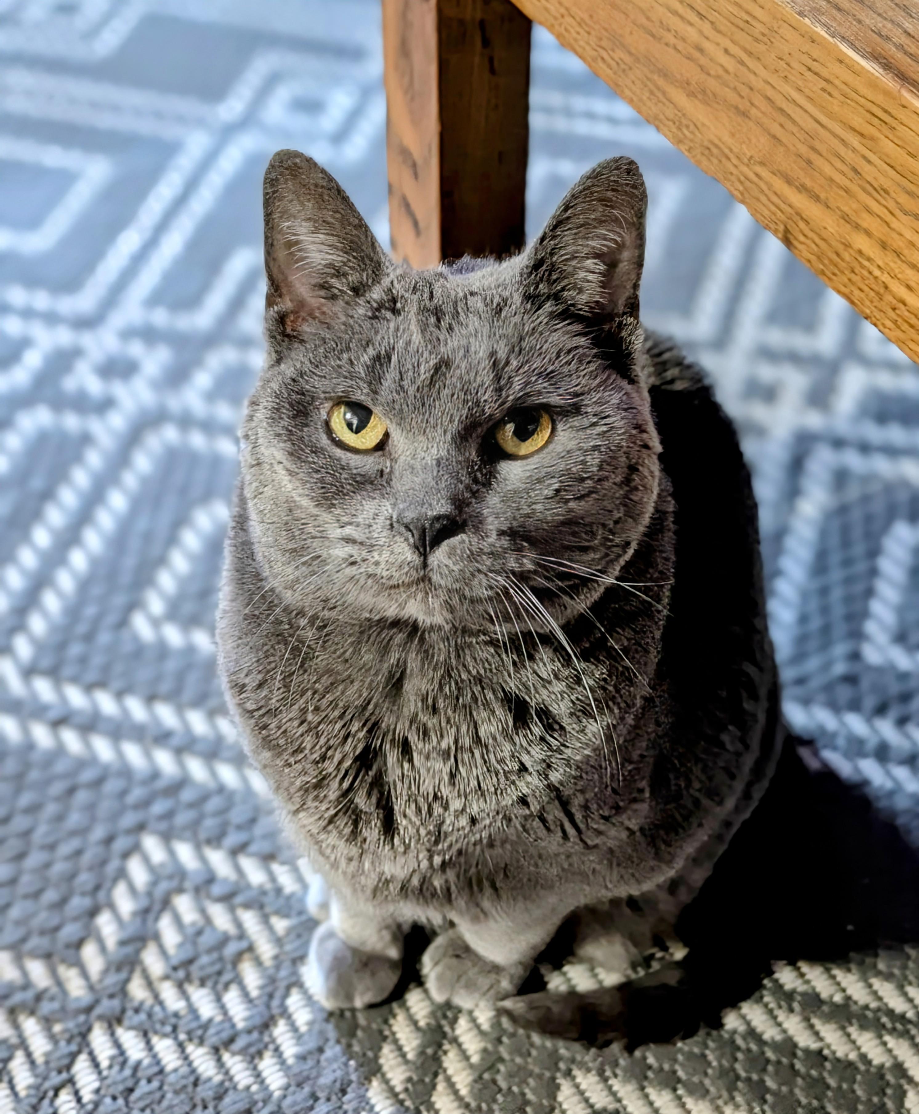 Enlarge Sunday River, a Adoptable Domestic Short Hair in Evanston, IL image 4/5