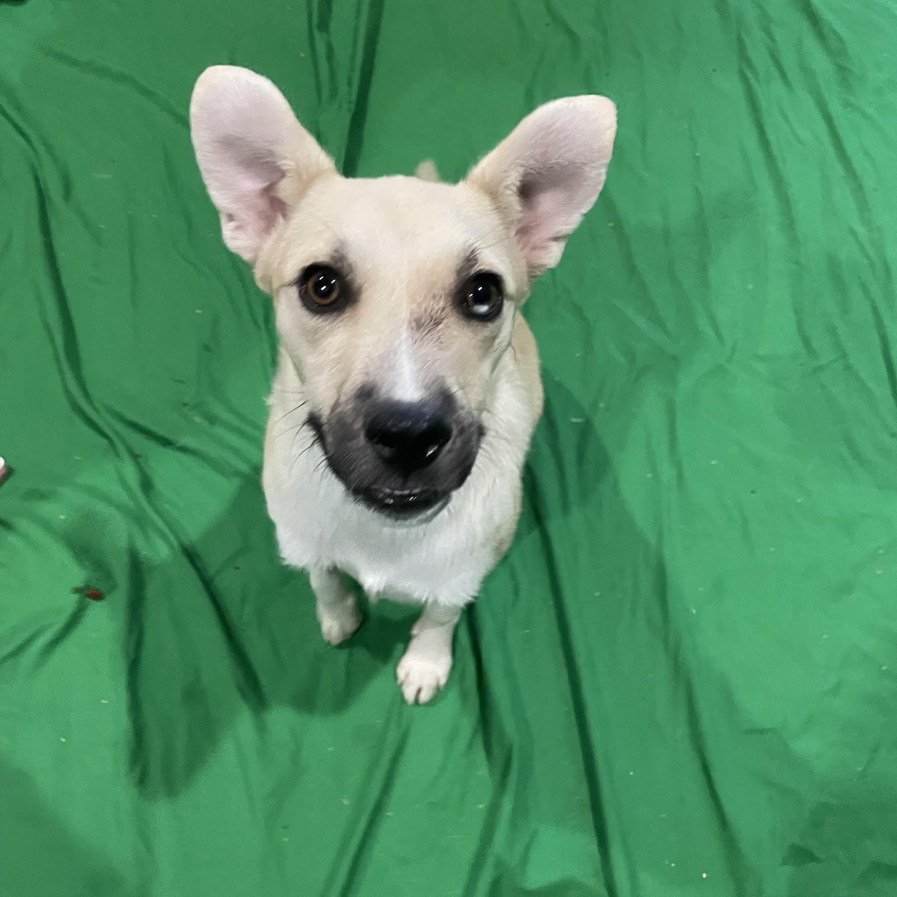 Enlarge Phoebe, a Adoptable mixed breed in Phoenix, AZ image 2/3