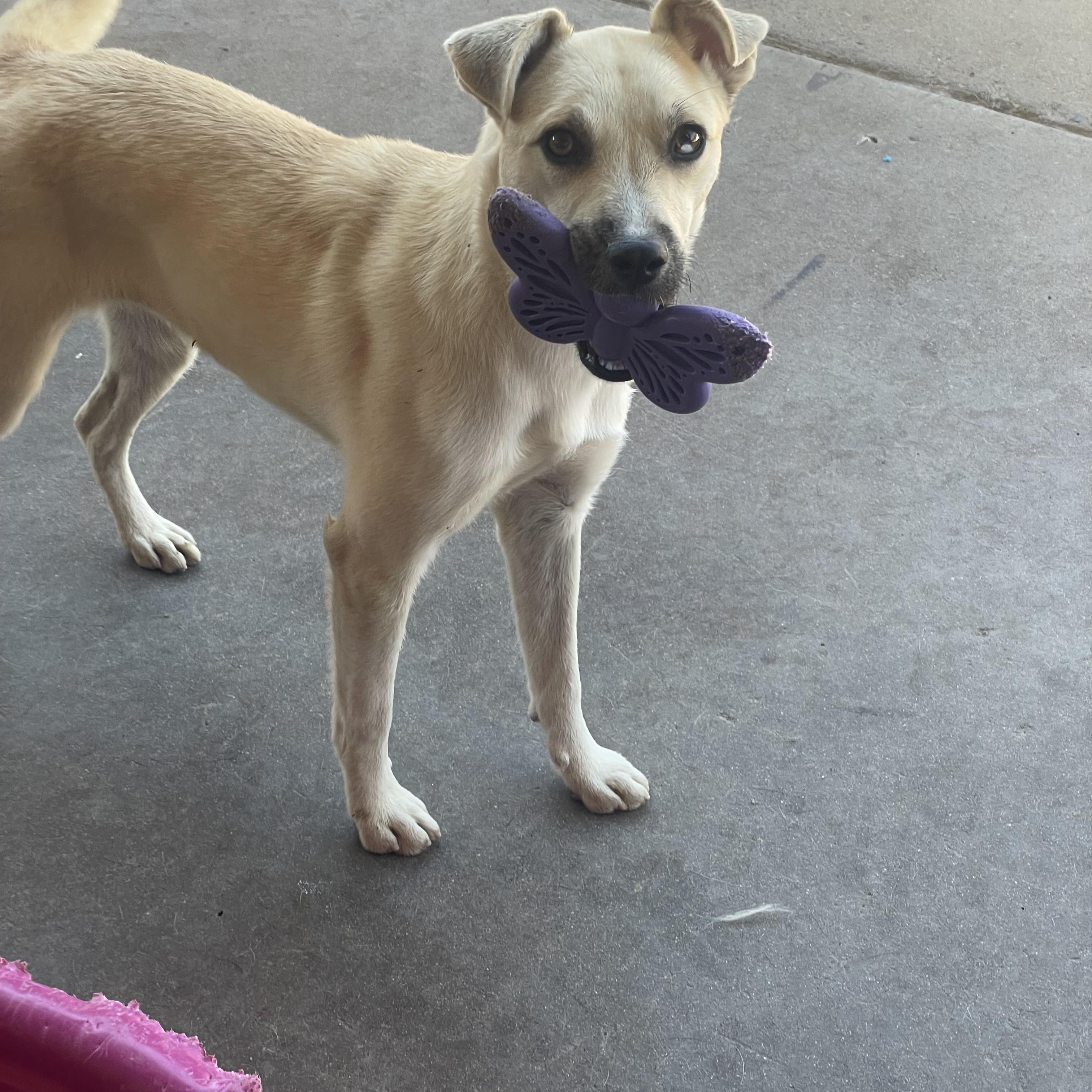 Enlarge Phoebe, a Adoptable mixed breed in Phoenix, AZ image 1/3