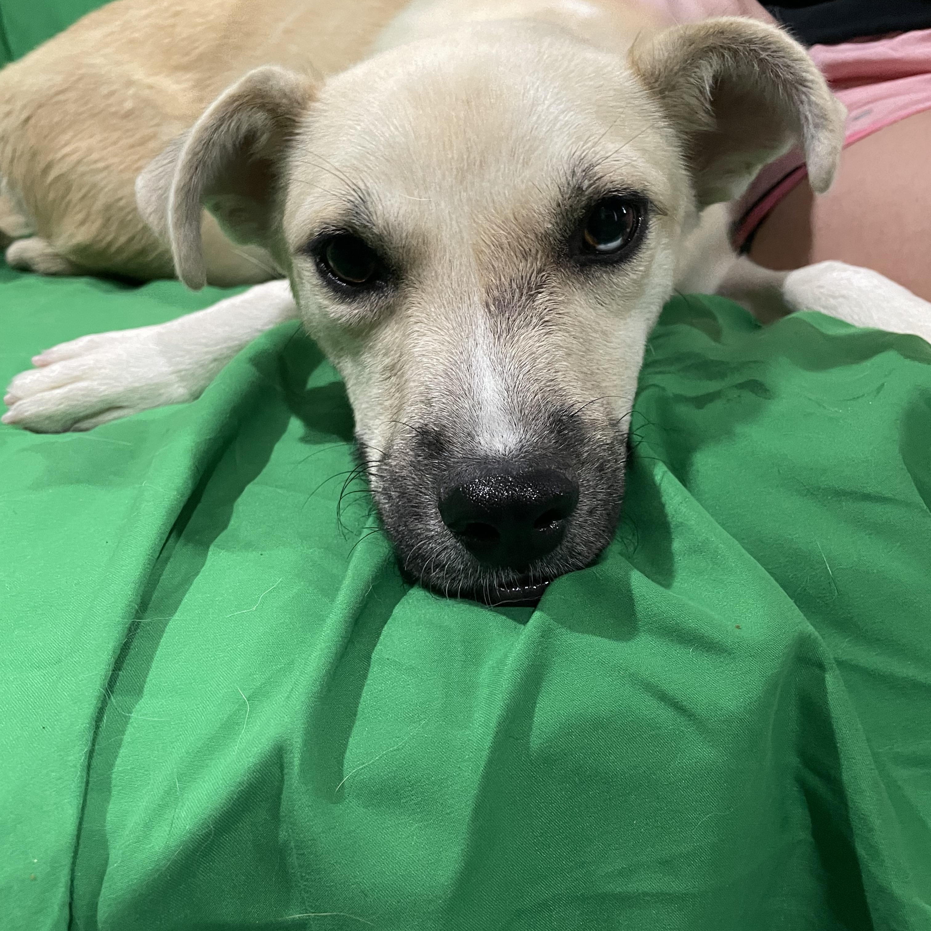 Enlarge Phoebe, a Adoptable mixed breed in Phoenix, AZ image 3/3