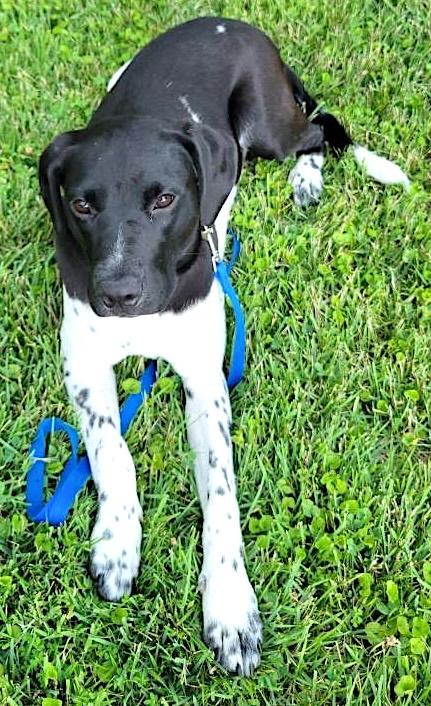 Millie, ADOPTABLE, Young Female German Shorthaired Pointer.