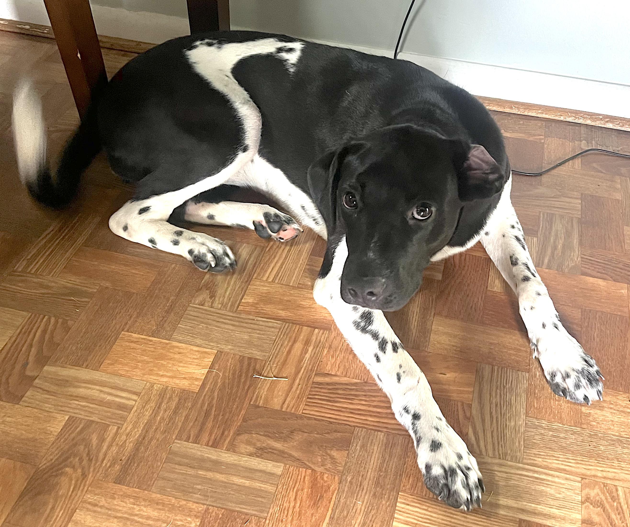 Millie, a ADOPTABLE German Shorthaired Pointer in Mount Airy, NC image 4/6