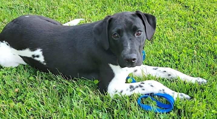 Millie, a ADOPTABLE German Shorthaired Pointer in Mount Airy, NC image 5/6