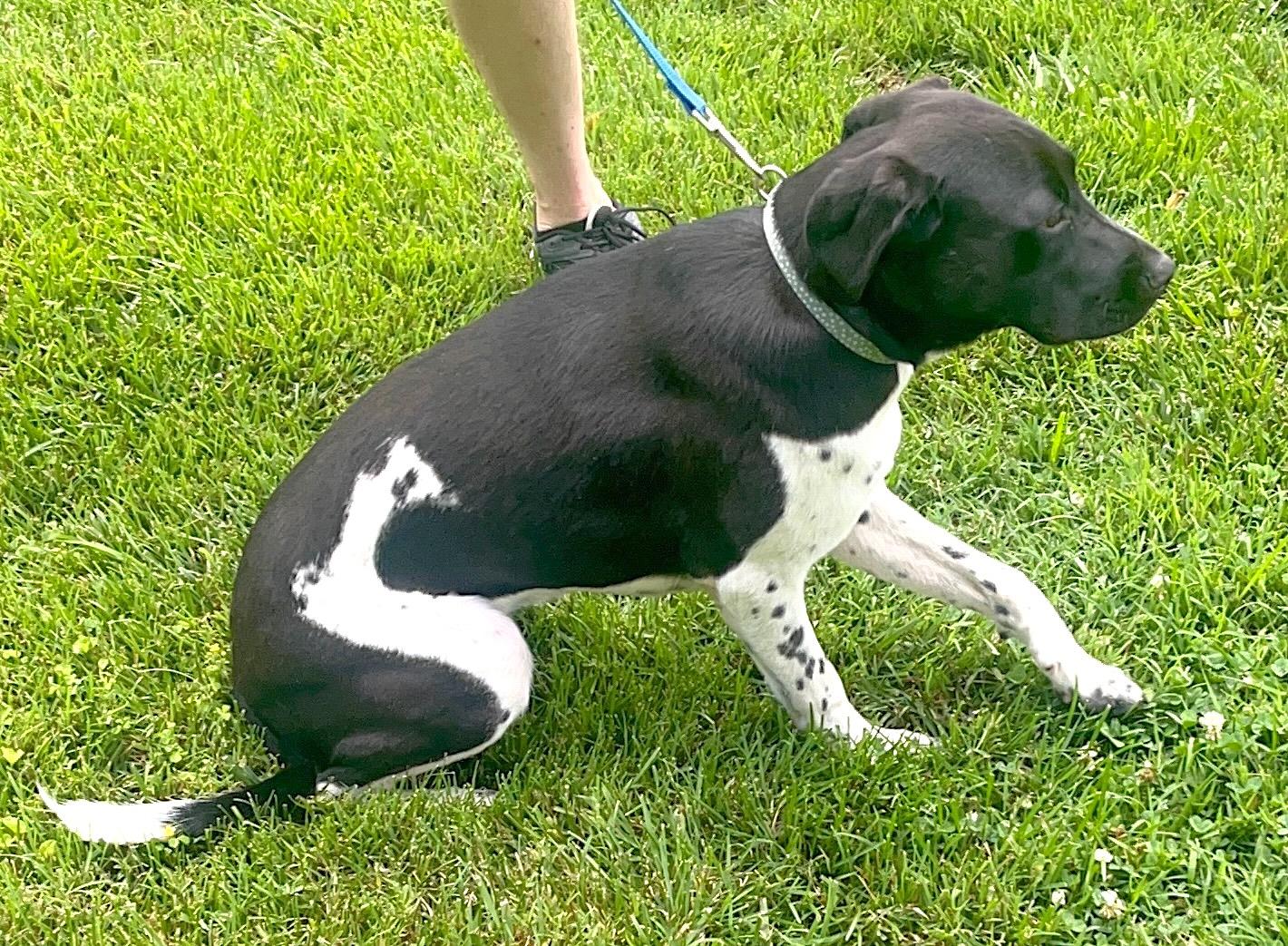 Millie, a ADOPTABLE German Shorthaired Pointer in Mount Airy, NC image 6/6
