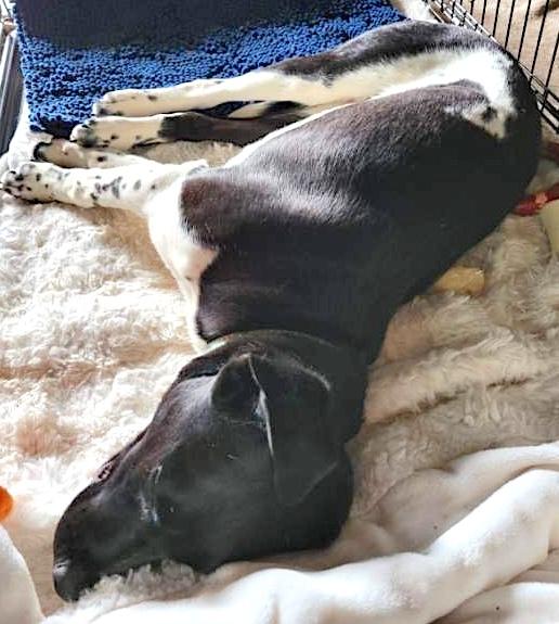 Millie, a ADOPTABLE German Shorthaired Pointer in Mount Airy, NC image 3/6