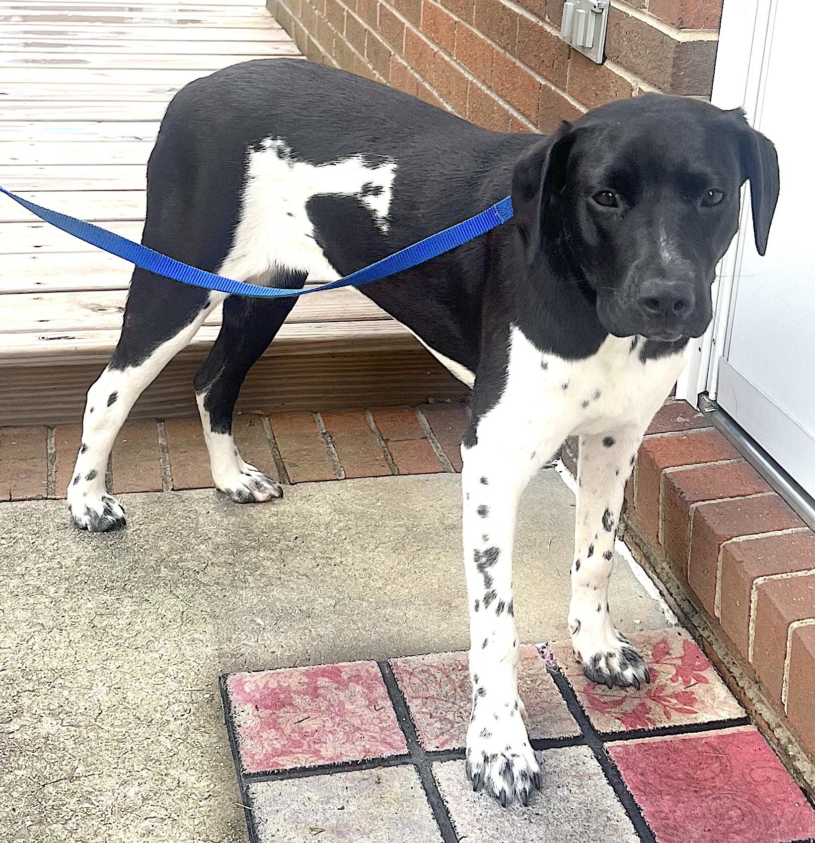 Millie, a ADOPTABLE German Shorthaired Pointer in Mount Airy, NC image 2/6