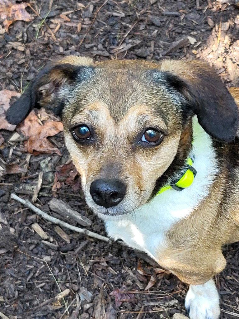 Enlarge Gutherie, a Adoptable mixed breed in Ellijay, GA image 1/3