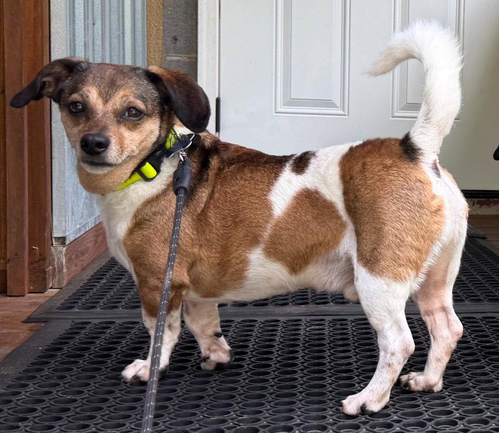 Enlarge Gutherie, a Adoptable mixed breed in Ellijay, GA image 2/3