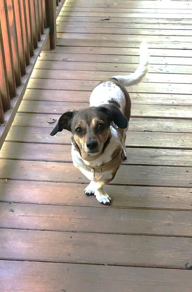 Enlarge Gutherie, a Adoptable mixed breed in Ellijay, GA image 3/3