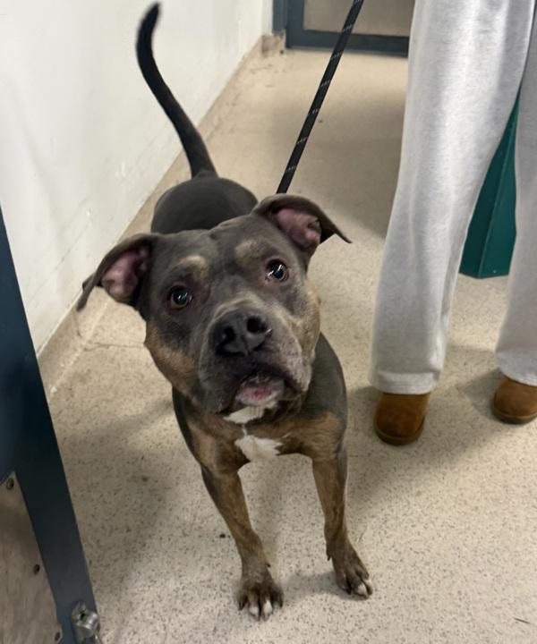 Bulldoser thumbnail 2