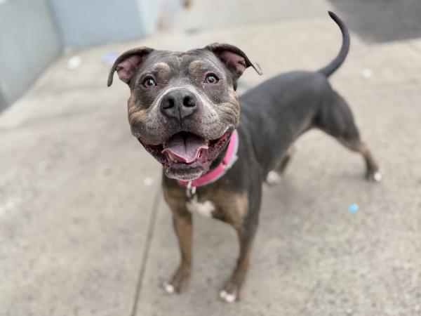 Bulldoser thumbnail 4