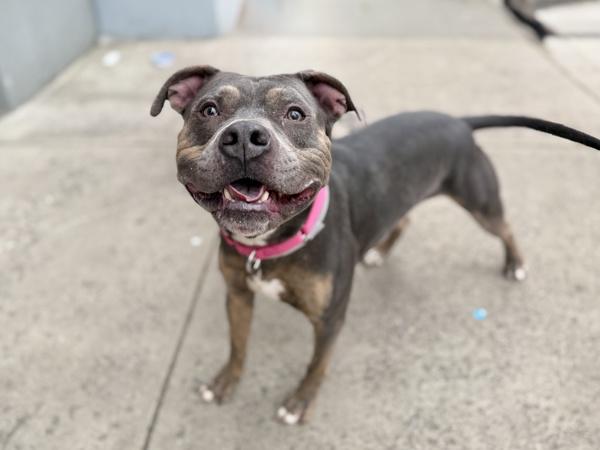 Bulldoser thumbnail 5