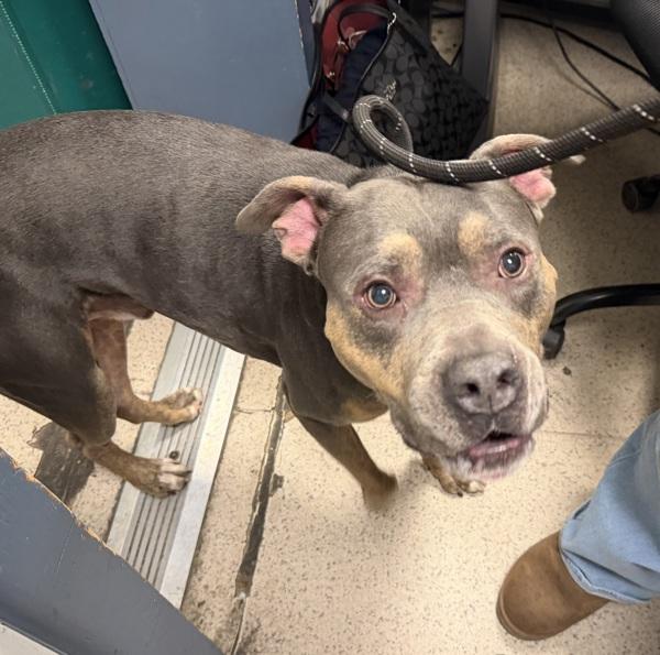 Bulldoser thumbnail 6