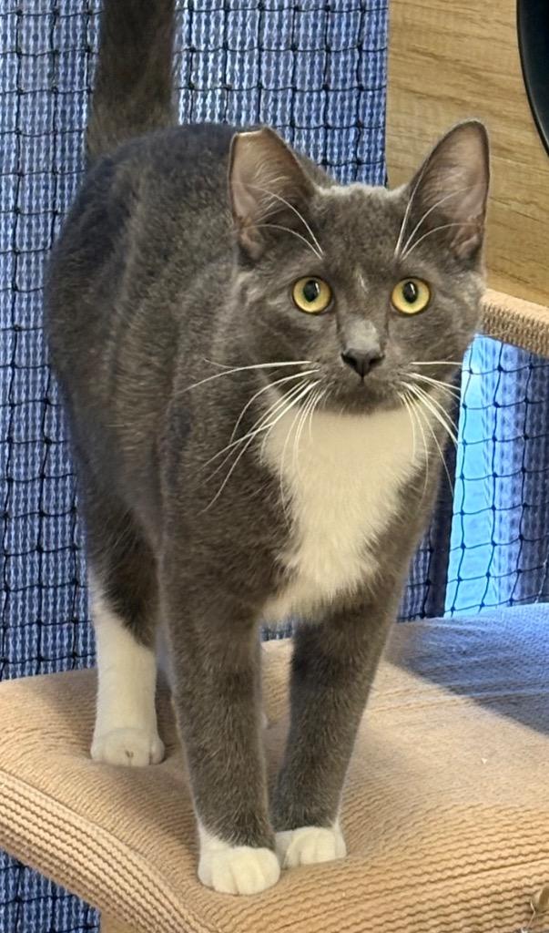Tucker, Adoptable, Kitten Male Domestic Short Hair.