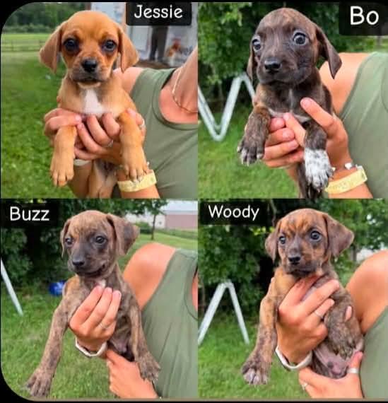 Jessie, Adoptable, Puppy Female Mountain Cur & Hound.