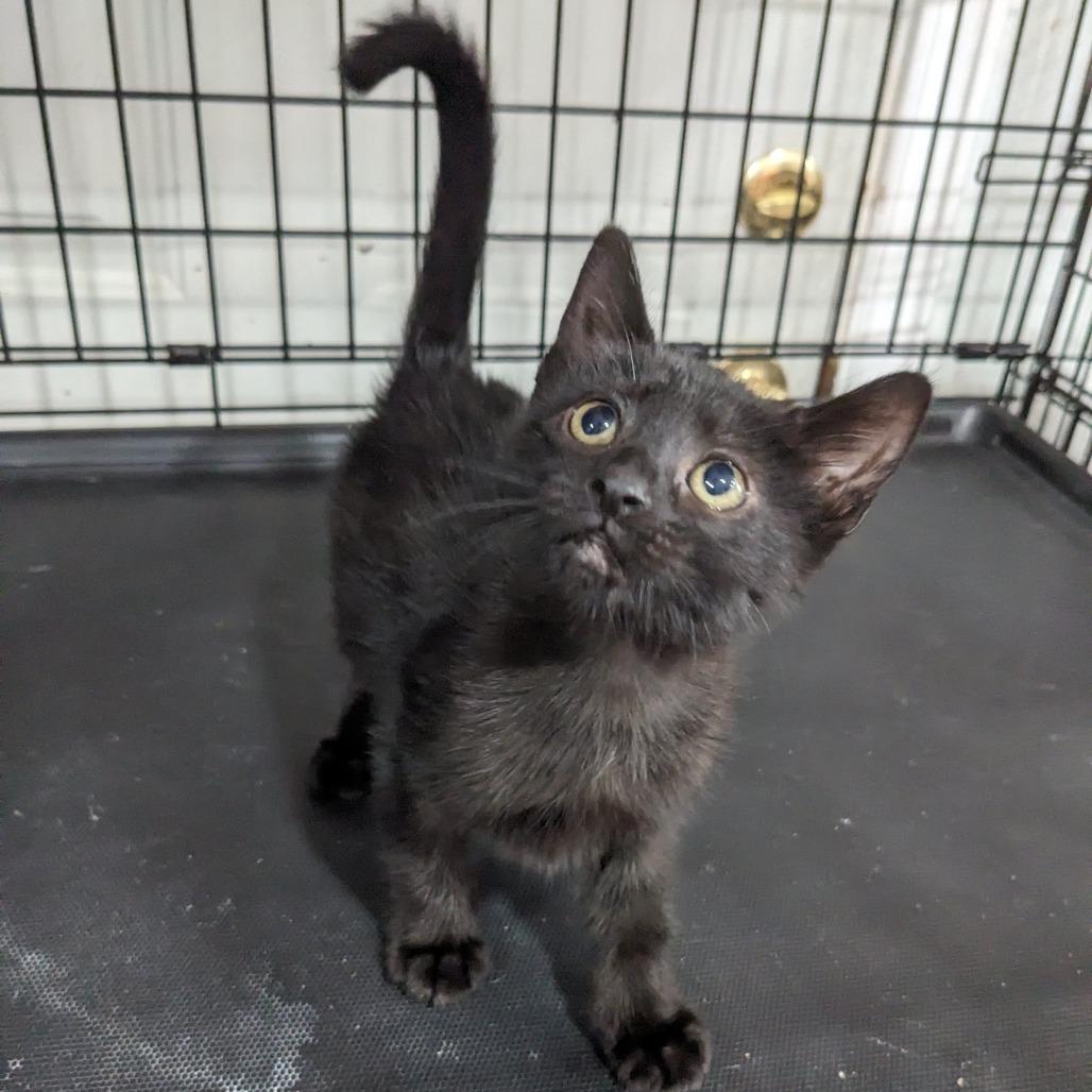 Artemis