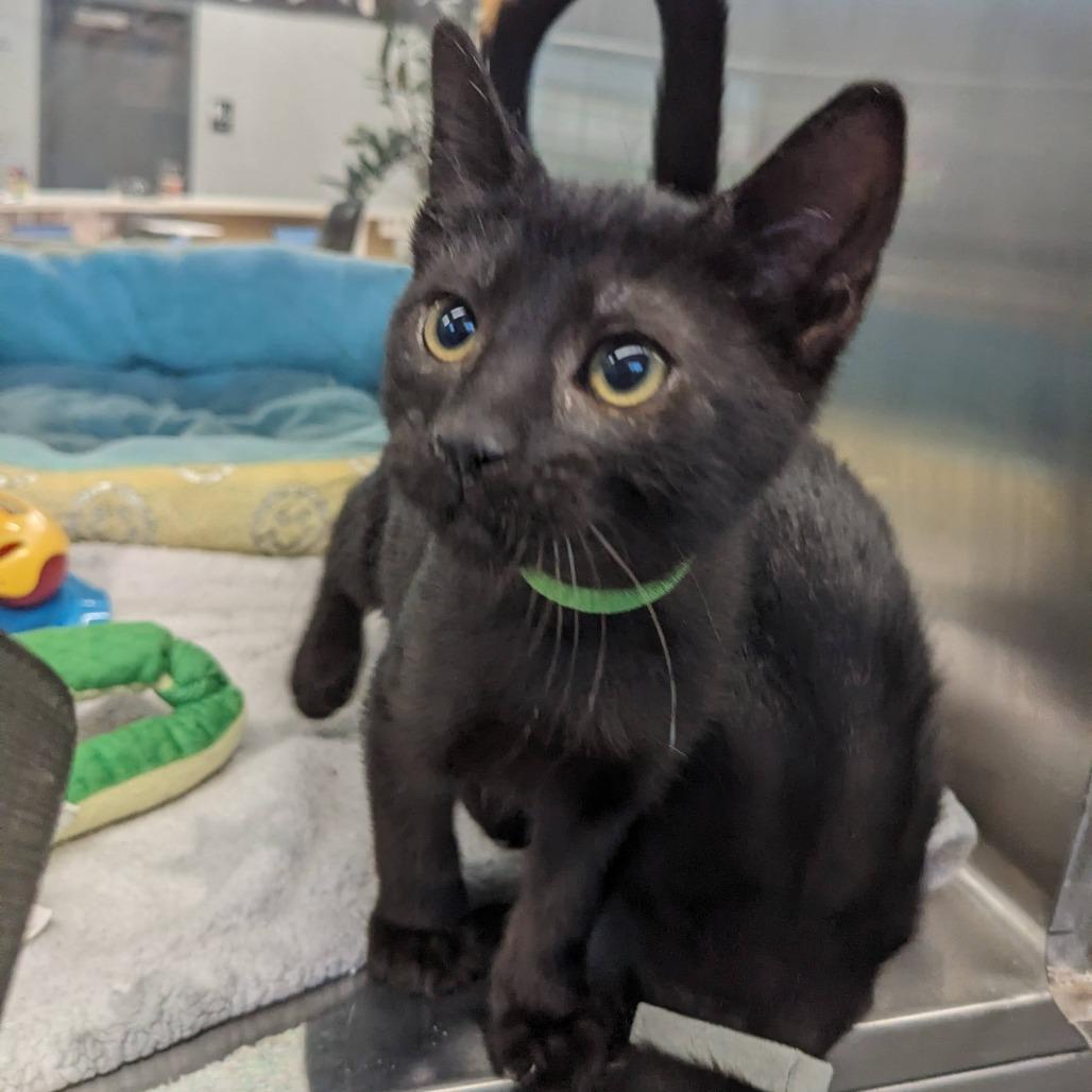 Artemis