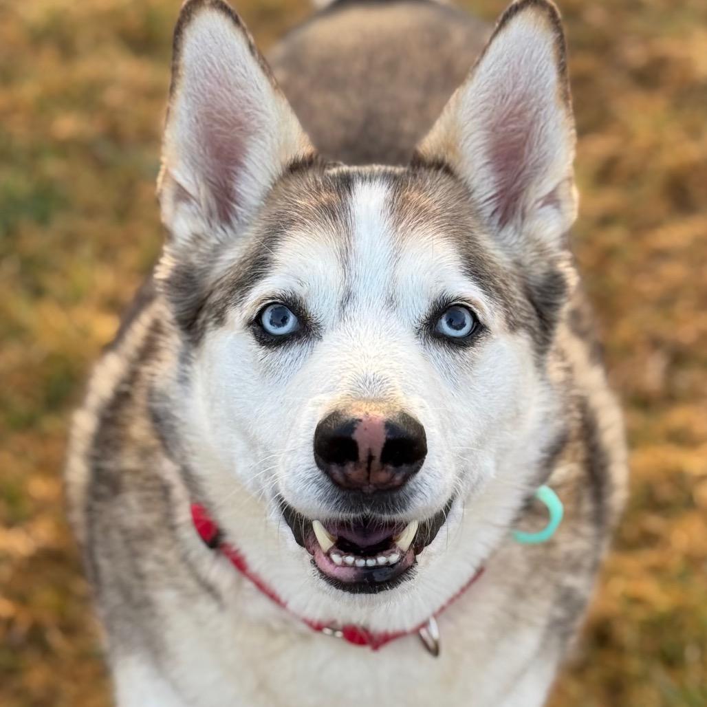 Enlarge Po, a Adoptable mixed breed in Santa Barbara, CA image 1/6