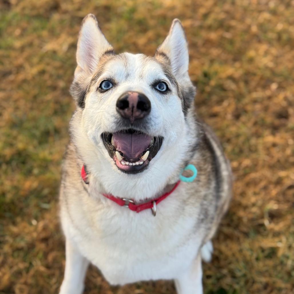 Enlarge Po, a Adoptable mixed breed in Santa Barbara, CA image 2/6