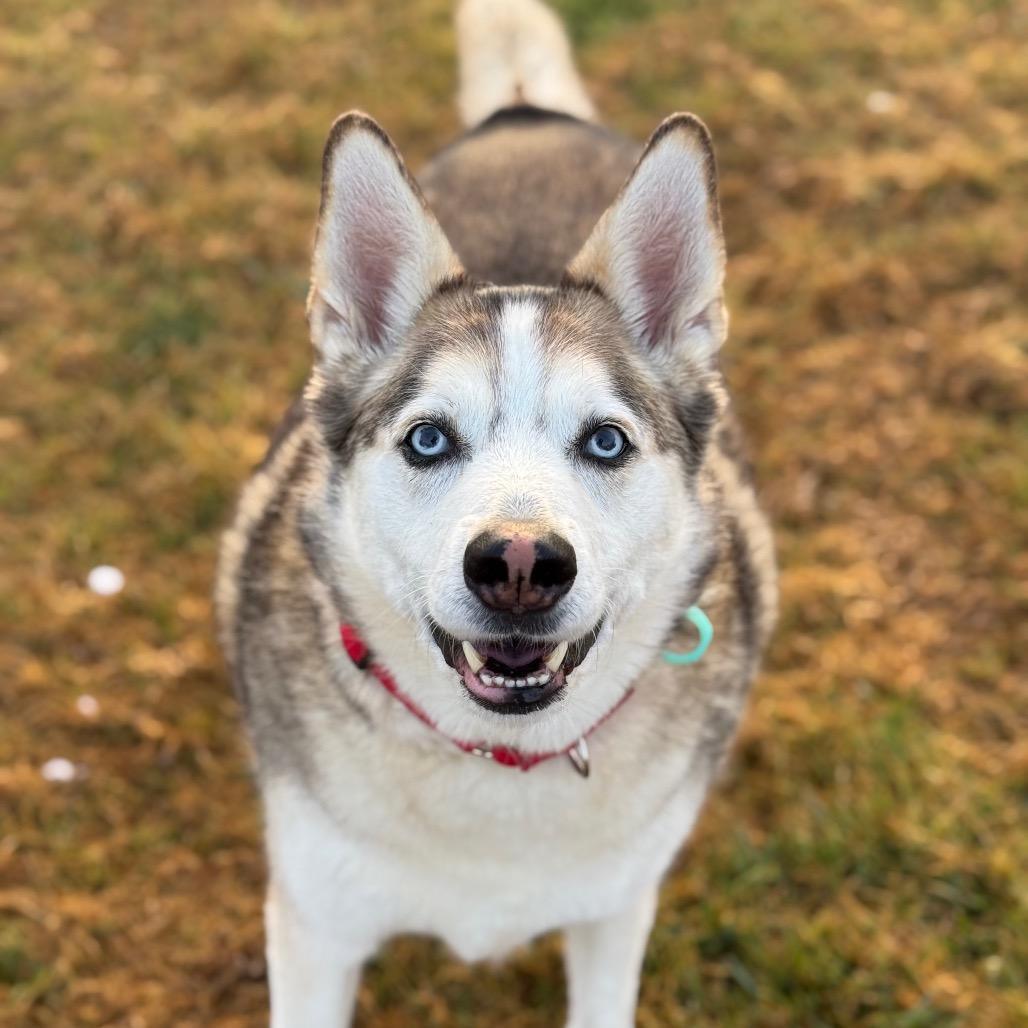 Enlarge Po, a Adoptable mixed breed in Santa Barbara, CA image 3/6