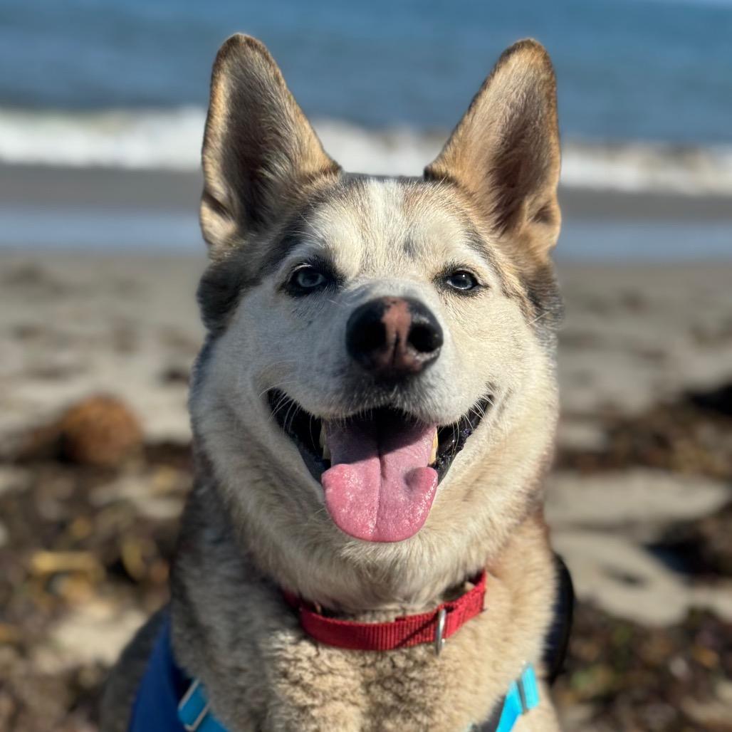 Enlarge Po, a Adoptable mixed breed in Santa Barbara, CA image 4/6