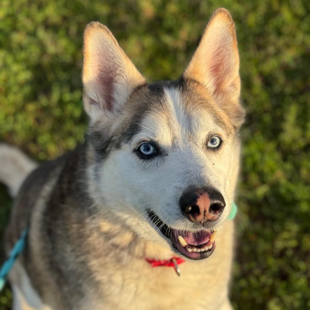 Enlarge Po, a Adoptable mixed breed in Santa Barbara, CA image 5/6
