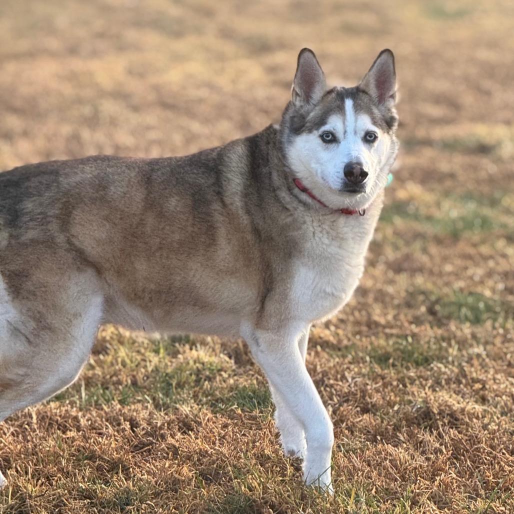 Enlarge Po, a Adoptable mixed breed in Santa Barbara, CA image 6/6