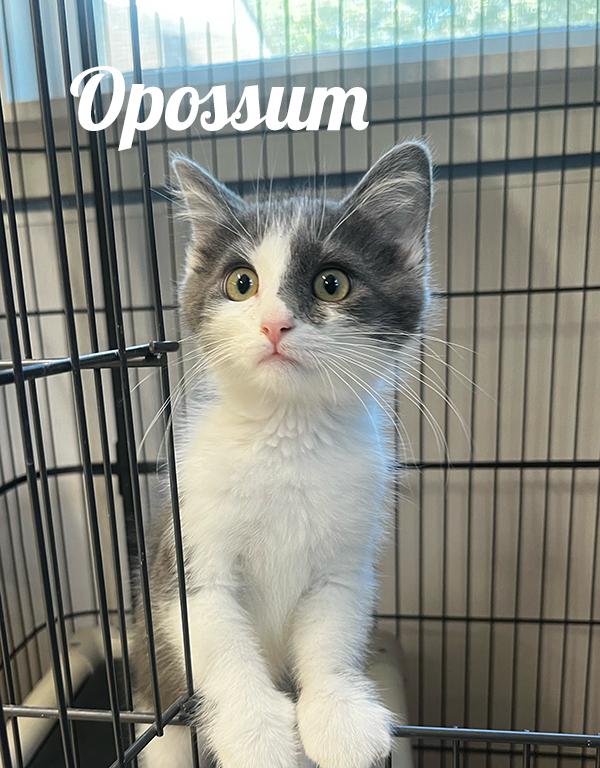 Opossum, Young Male Domestic Short Hair