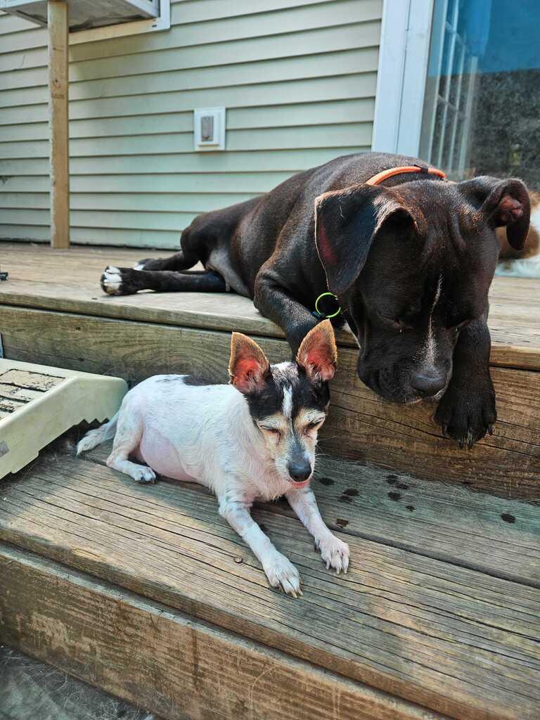 Lulu, an adopted Mixed Breed in Bowdoin, ME image 6/6