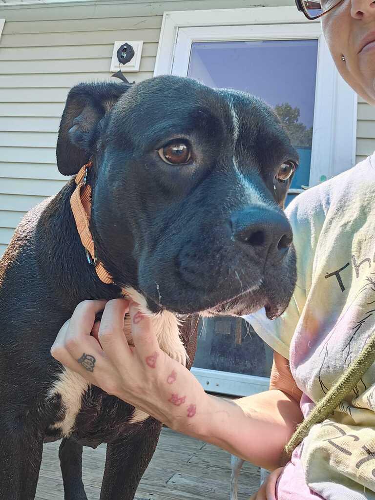 Lulu, an adopted Mixed Breed in Bowdoin, ME image 3/6