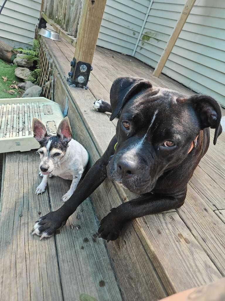 Lulu, an adopted Mixed Breed in Bowdoin, ME image 2/6