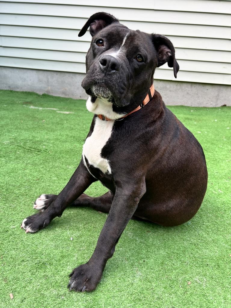 Lulu, adopted, Adult Female Mixed Breed.