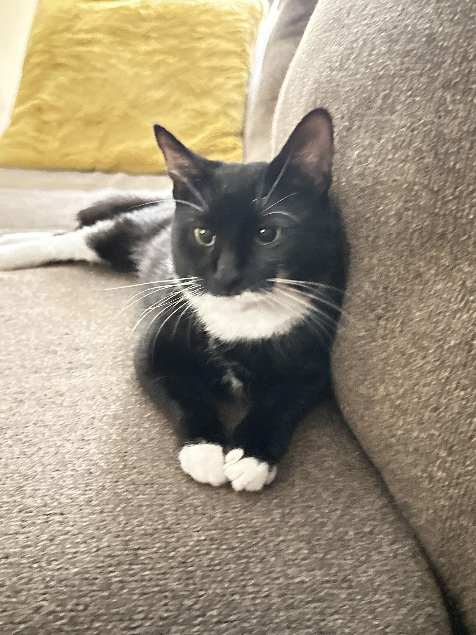 Maggie, Adoptable, Adult Female Domestic Short Hair & Tuxedo.