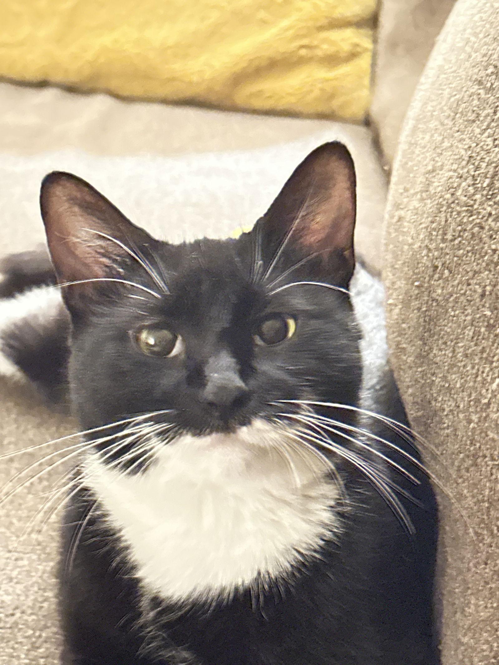 Enlarge Maggie, a Adoptable mixed breed in West Palm Beach, FL image 2/3