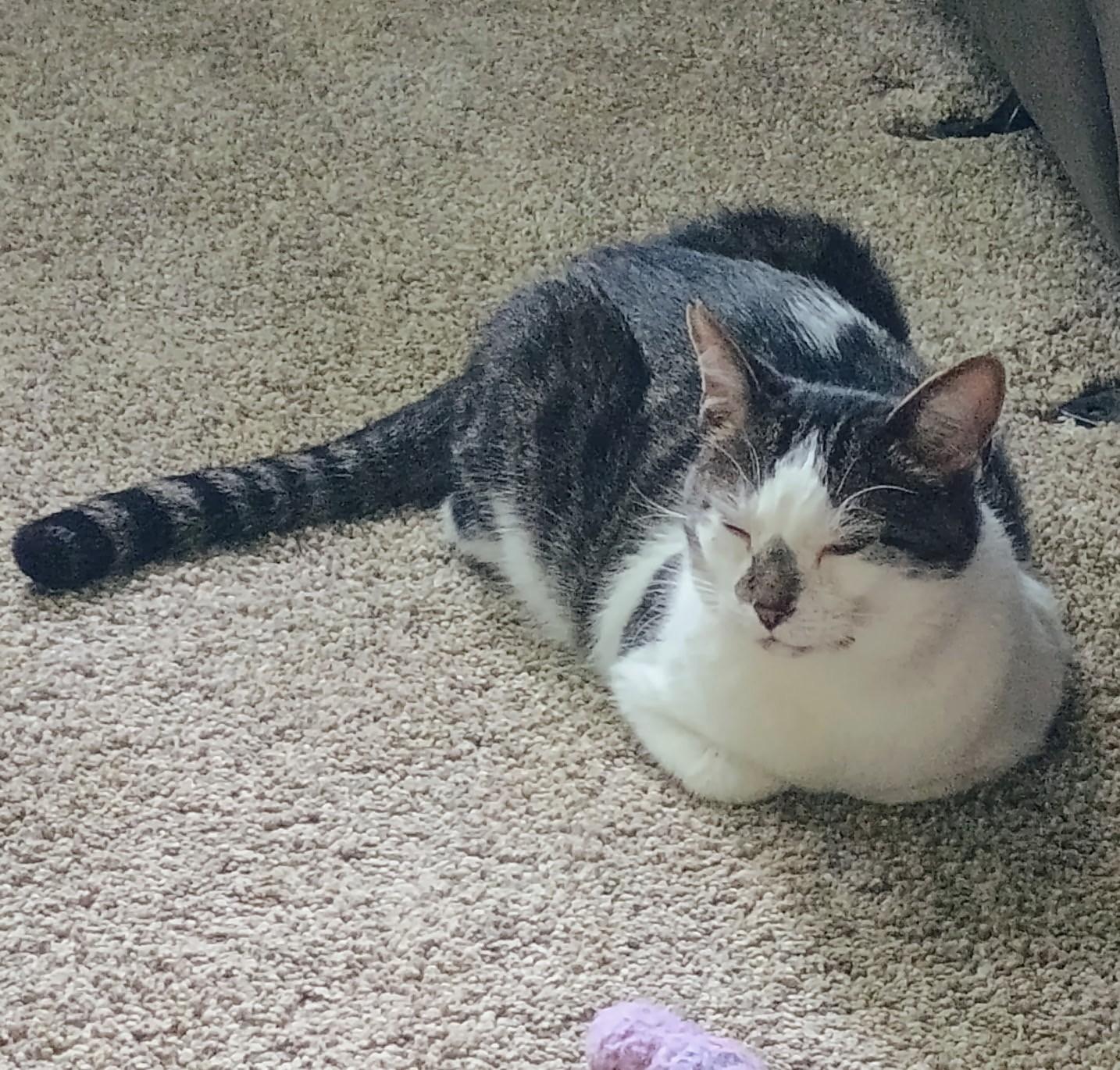 Othello, a Adoptable Tabby in Columbus, OH image 6/6