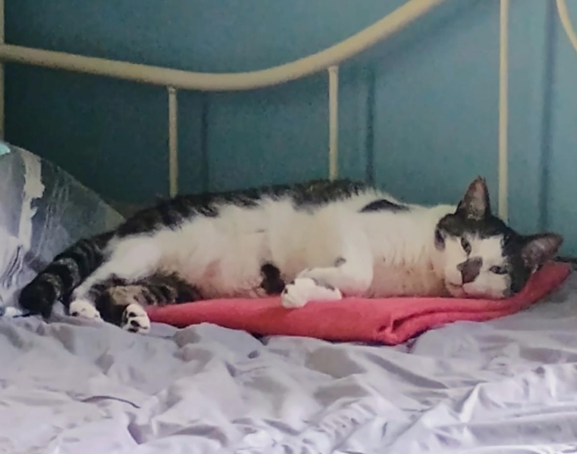 Othello, a Adoptable Tabby in Columbus, OH image 5/6