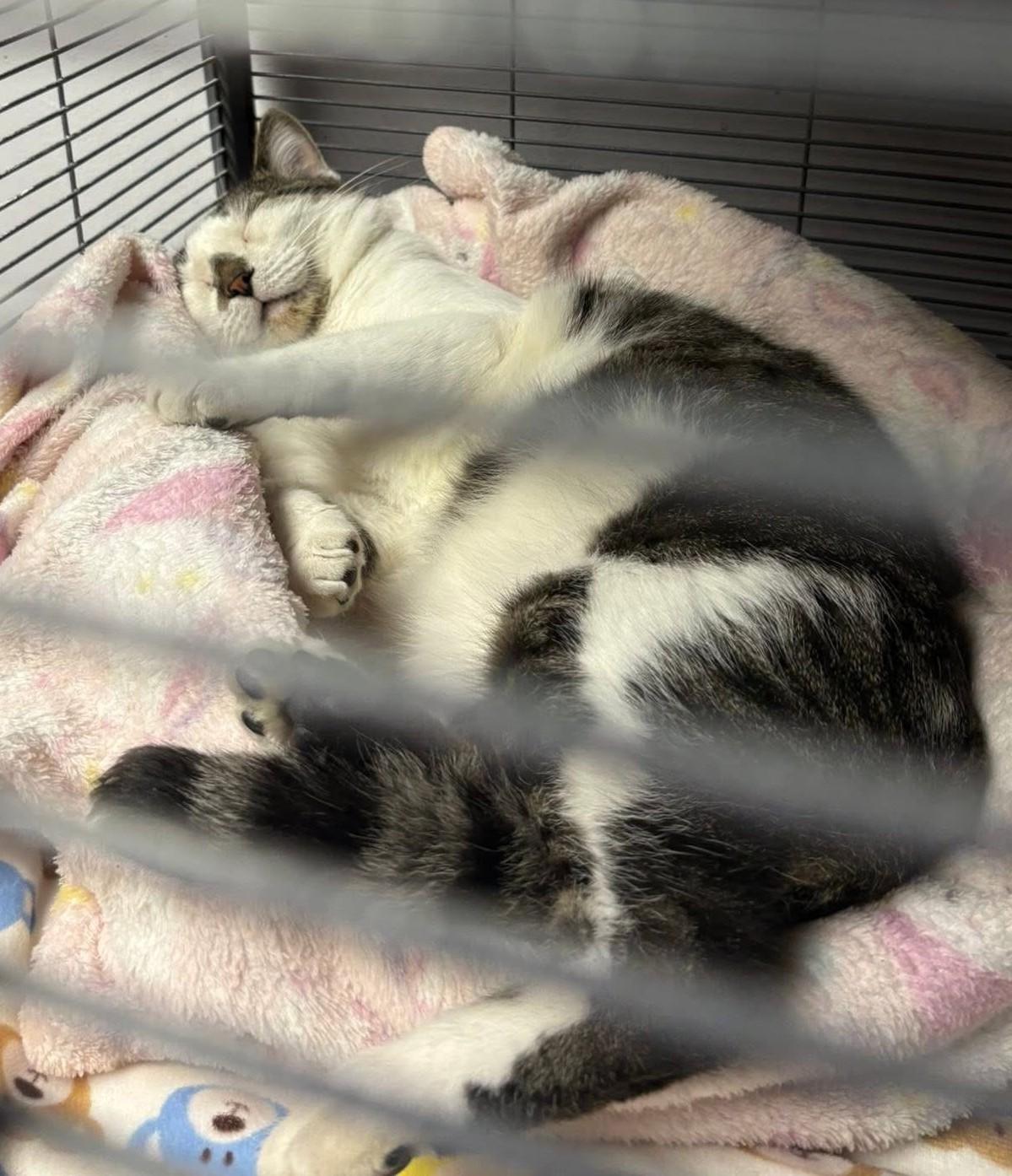 Othello, a Adoptable Tabby in Columbus, OH image 4/6