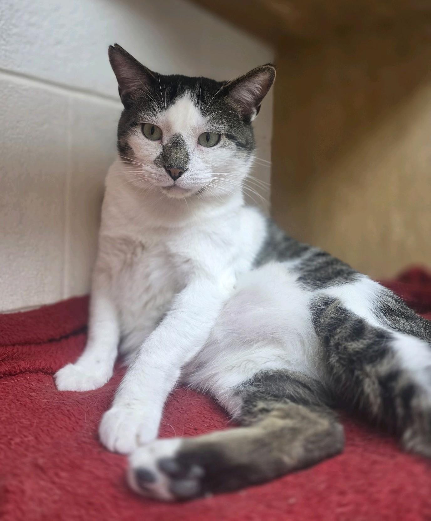 Othello, Adoptable, Adult Male Tabby.