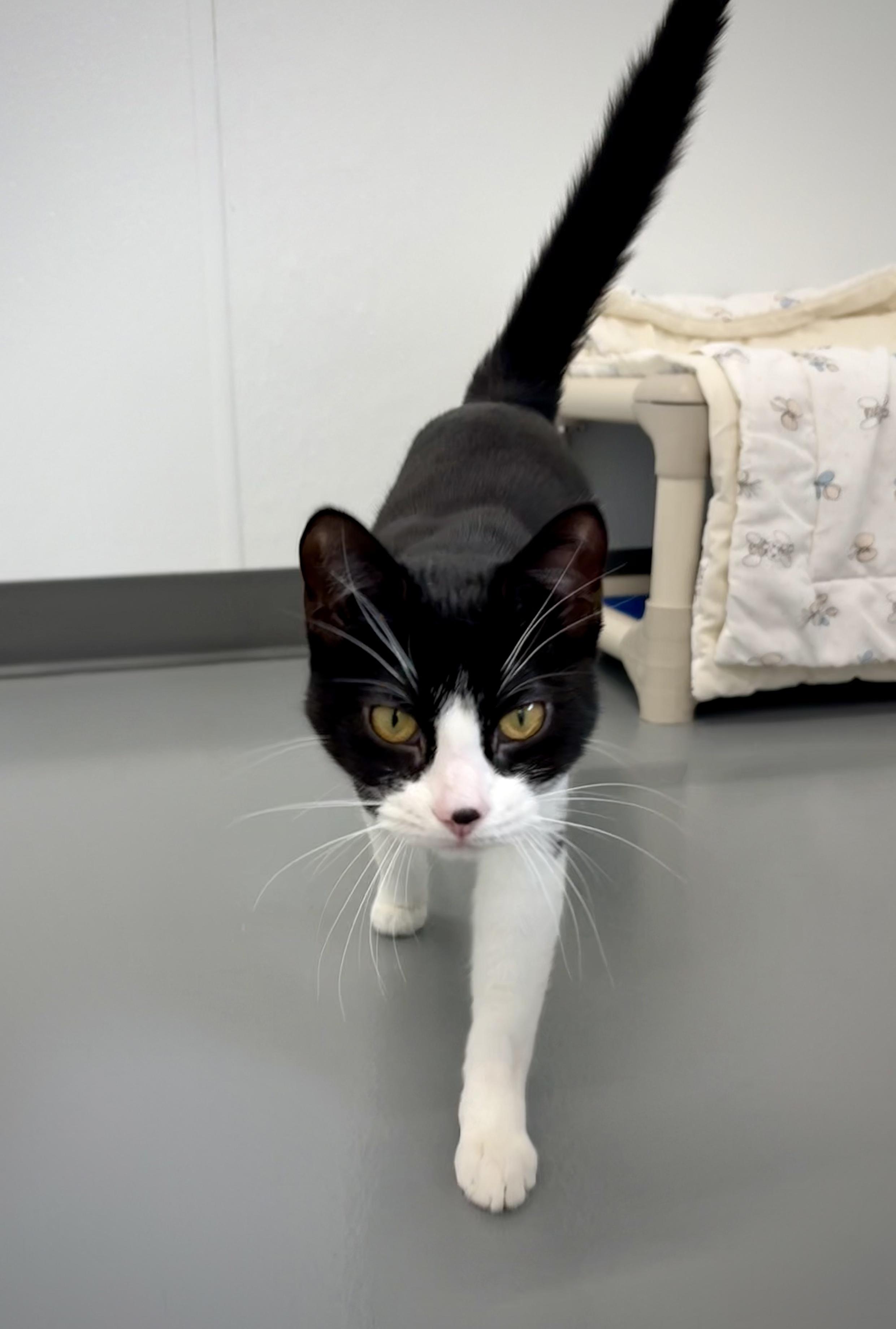 Enlarge Cookie, a ADOPTABLE Domestic Short Hair in Kalamazoo, MI image 1/3