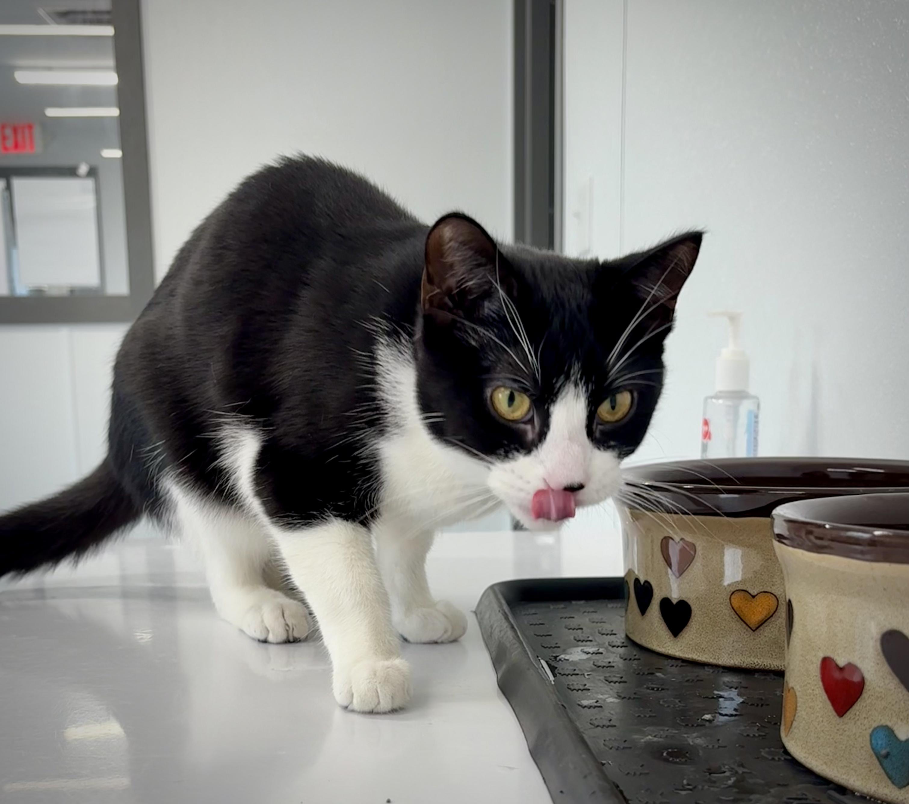 Enlarge Cookie, a ADOPTABLE Domestic Short Hair in Kalamazoo, MI image 2/3