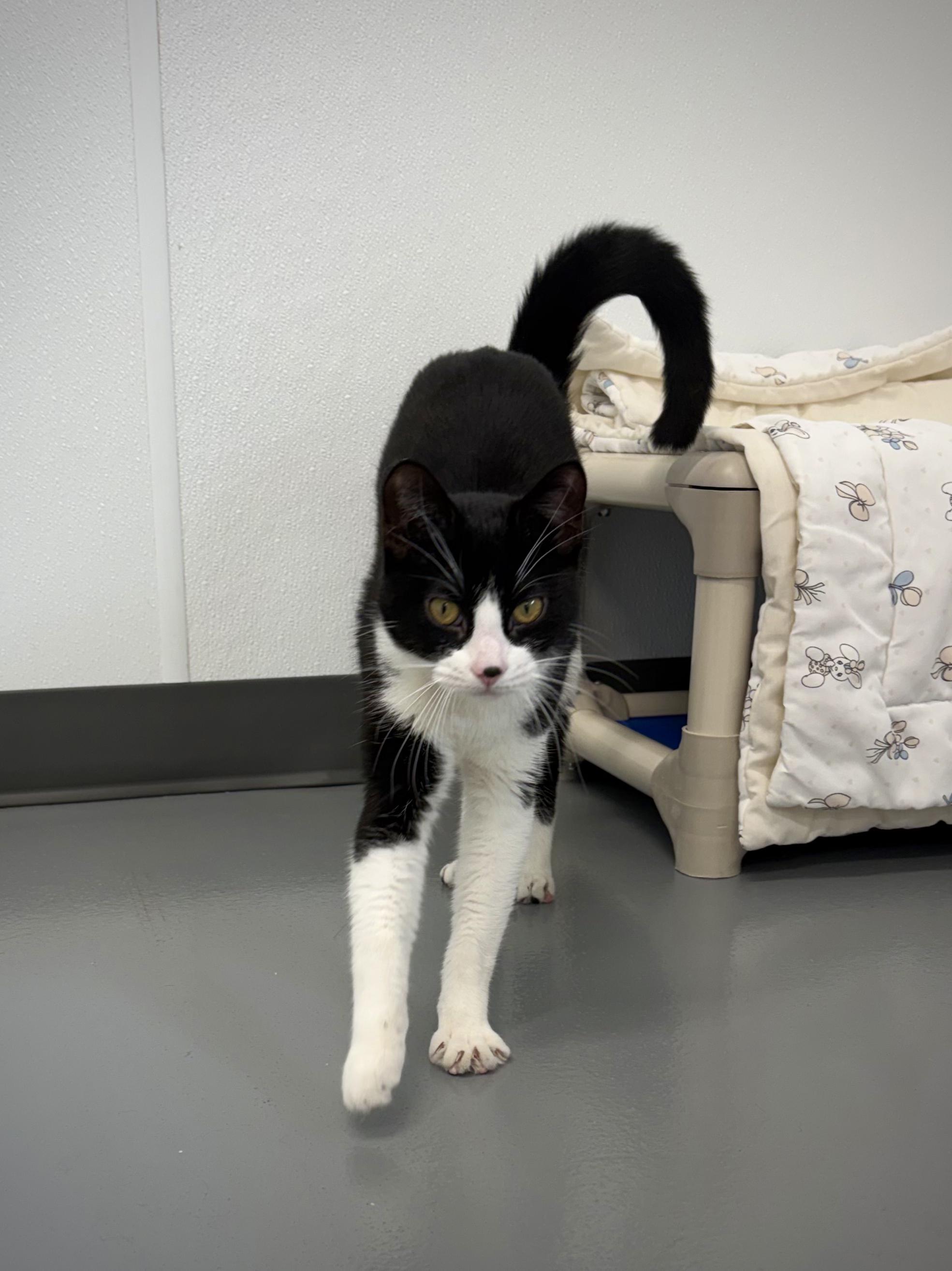 Enlarge Cookie, a ADOPTABLE Domestic Short Hair in Kalamazoo, MI image 3/3