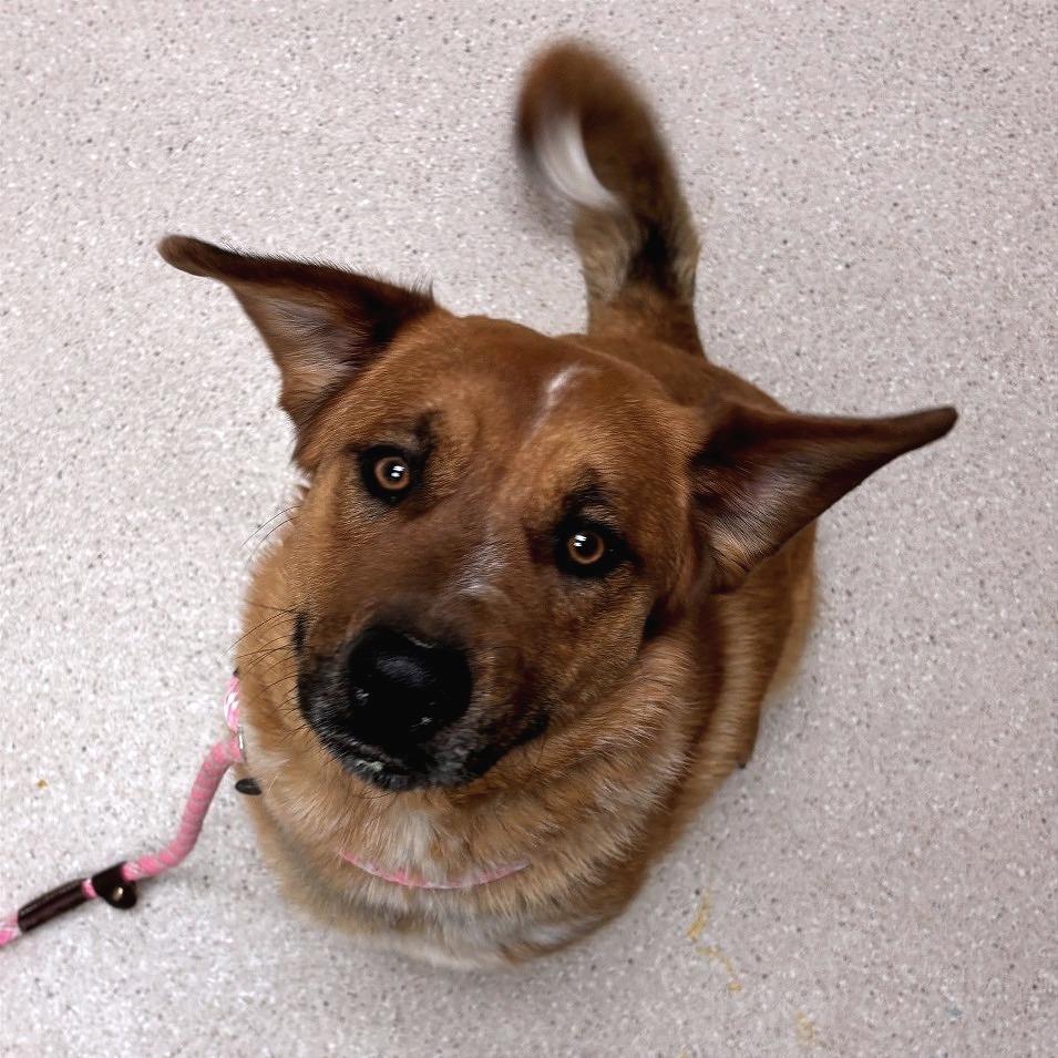 Enlarge Jonas, a Adoptable Mixed Breed in Murray, UT image 1/1