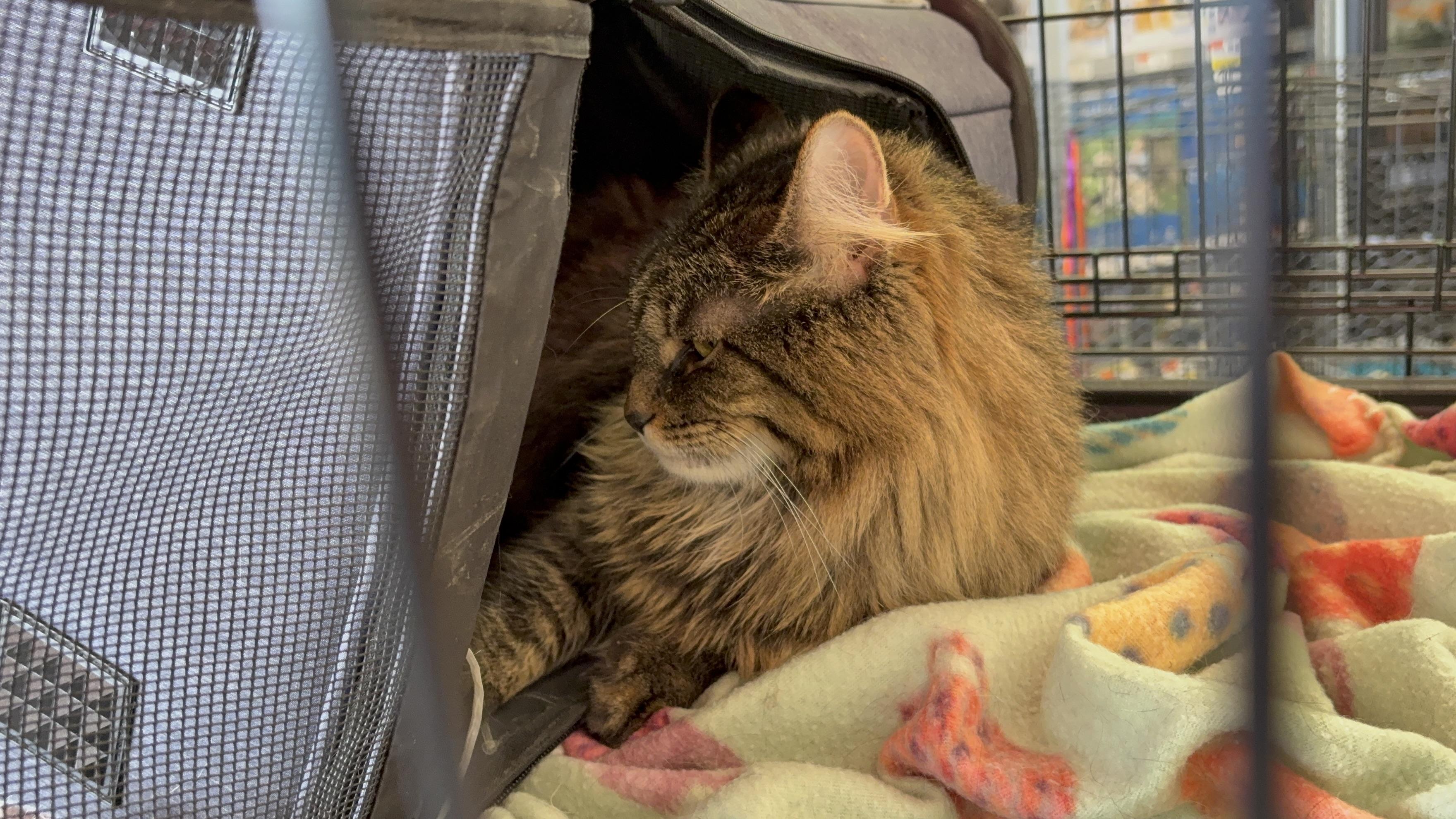 Enlarge Lil Man, a Adoptable Domestic Long Hair in Austintown, OH image 2/3