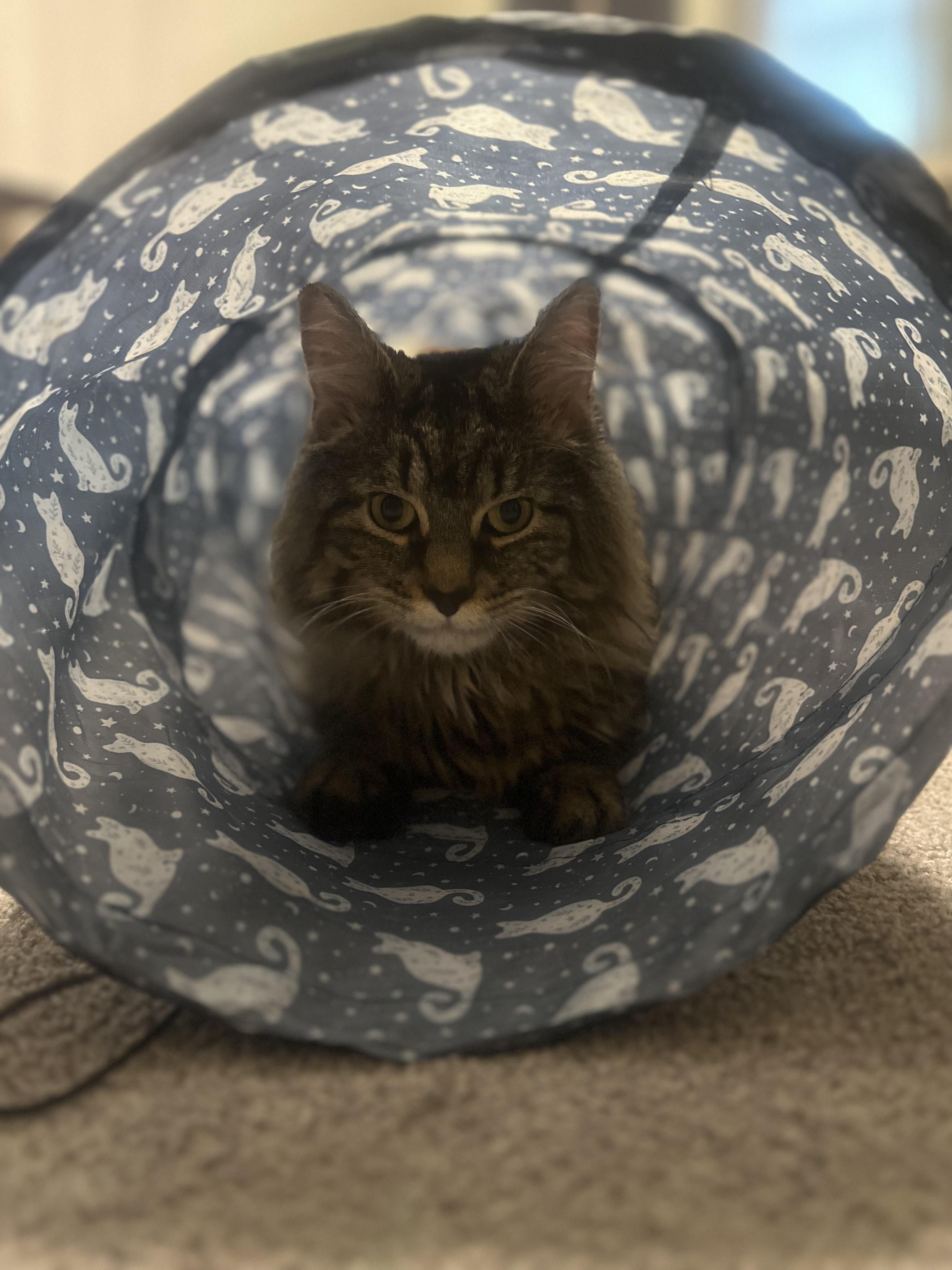 Enlarge Lil Man, a Adoptable Domestic Long Hair in Austintown, OH image 3/3