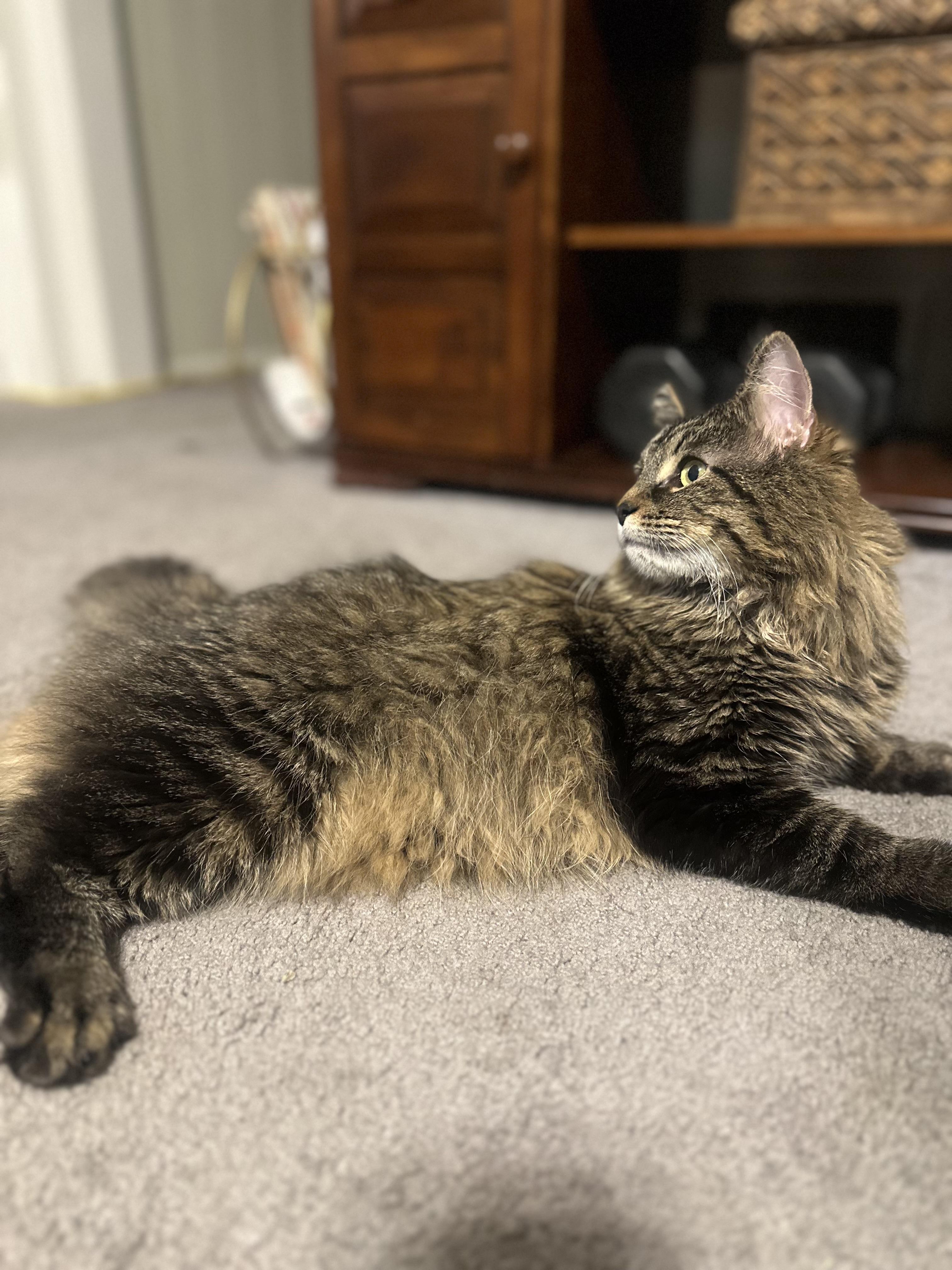 Lil Man, Adoptable, Adult Male Domestic Long Hair.