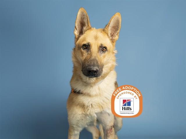 Enlarge RANGER, a Adoptable German Shepherd Dog in Phoenix, AZ image 1/1