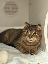 Leia, Adoptable, Adult Female Domestic Short Hair.