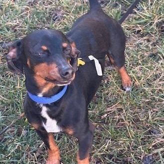 Elvis — thumbnail 3